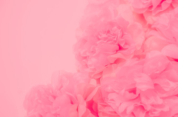 Wall Mural - Beautiful abstract color white and pink flowers on white background and white flower frame and orange leaves background texture, flowers banner, pink background, colorful pink banner happy valentine d