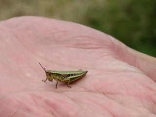 grasshopper on leaf