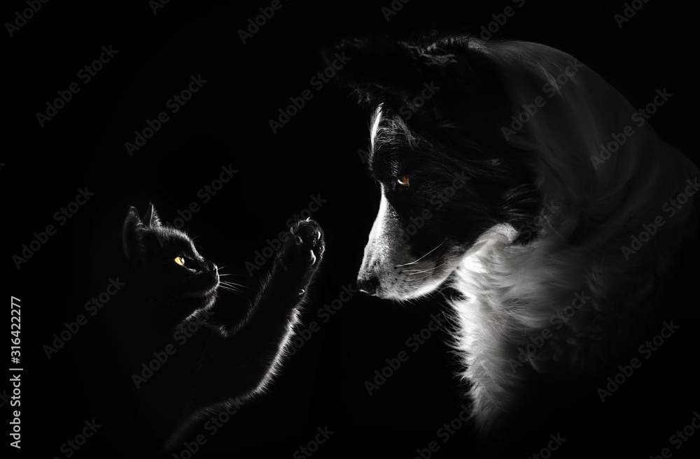 Obraz na płótnie cat and dog lovely portrait on a black background magic light friendship animal w salonie