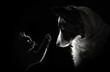 cat and dog lovely portrait on a black background magic light friendship animal