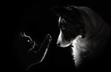 Fototapeta Zwierzęta - cat and dog lovely portrait on a black background magic light friendship animal