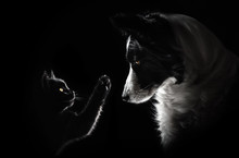 Cat And Dog Lovely Portrait On A Black Background Magic Light Friendship Animal