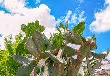 Large Green Cactus, Growing In The Garden With Blue Sky And White Clouds On Background. Succulent Plant. 