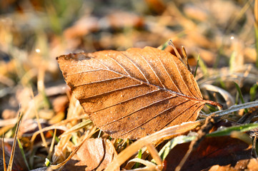 Autumn leaves on the grass