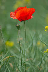 Spring spirit at red field of poppies and beautiful nature, single poppy, countryside