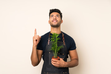 Wall Mural - Young handsome man over isolated background taking a flowerpot and pointing up