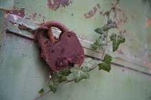 An Old Padlock On Closed Doors, A Rusty Lock On The Gate. Metal Doors Overgrown With Ivy.
