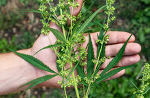 Flowering Plant Of Cannabis In A Man's Hand. Selective Focus.