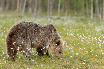 Wall Mural - brown bear (ursus arctos) is looking for something to eat