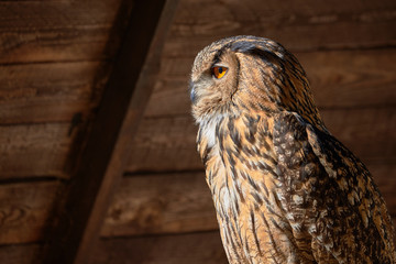 Closeup of a Eurasian Eagle-Owl (Bubo bubo)