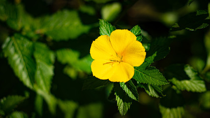 yellow flower