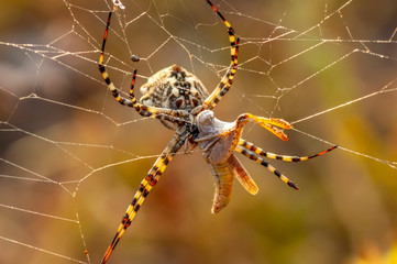 Beautiful spider feasting grasshopper on a spider web . Macro photo.