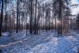 Fototapeta Krajobraz - landscape winter forest gloomy, seasonal landscape snow in forest nature