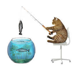 Wall Mural - The beige cat fisher is sitting on a office chair and fishing in the aquarium. White background. Isolated.