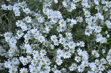 Fototapeta Big Ben - white flowers on green background