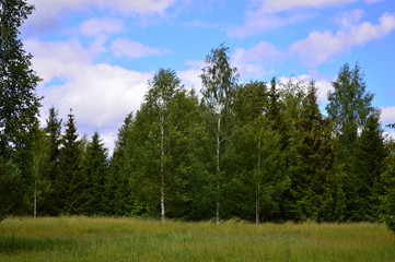 Wall Mural - pine forest and blue sky