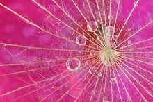 Waterdrop Reflection On Dandelion Seed - Extreme Macro