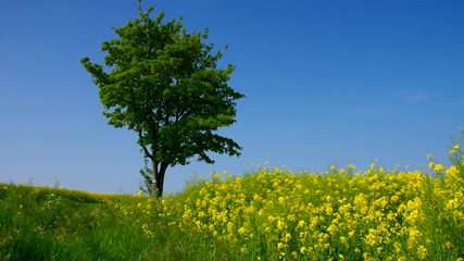 Sticker - Rapsfeld mit Baum