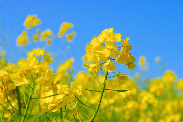 Canvas Print - Raps, eine gelbe Rapsblüte im Frühling -  a yellow rapeseed flower in spring