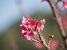 Wild Himalayan Cherry Flower (Prunus Cerasoides), Closeup Of Wild Himalayan Cherry (Prunus Cerasoides)