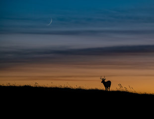 Wall Mural - mule deer silhouette at sunset in banff canada
