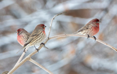 Wall Mural - House finch in Idaho in winter at Christmas time