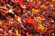 Close Up Red Maple Leaves on The Ground During Autumn