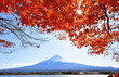 Red Maple Leaves and Sun with Background of Fuji Mountain and Lake Kawaguchi in Japan During Autumn