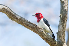 Red Headed Woodpecker On Sheldon Marsh Trail.Huron.Ohio.USA