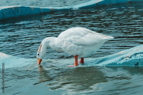 Goose Putting Its Mouth Inside The Water Buy This Stock Photo And Explore Similar Images At Adobe Stock Adobe Stock goose putting its mouth inside the