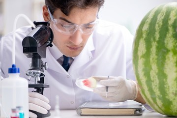 Scientist testing watermelon in lab