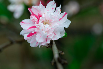 Wall Mural - Taiwan cherry blossom season, blooming pink Yae cherry