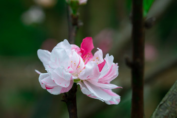 Wall Mural - Taiwan cherry blossom season, blooming pink Yae cherry