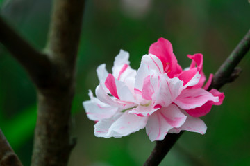 Wall Mural - Taiwan cherry blossom season, blooming pink Yae cherry