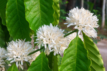 Coffee tree blossom with white color flowers