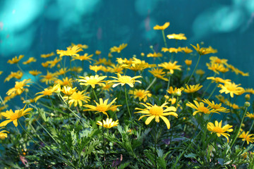 Wall Mural - Yellow daisies in the sun