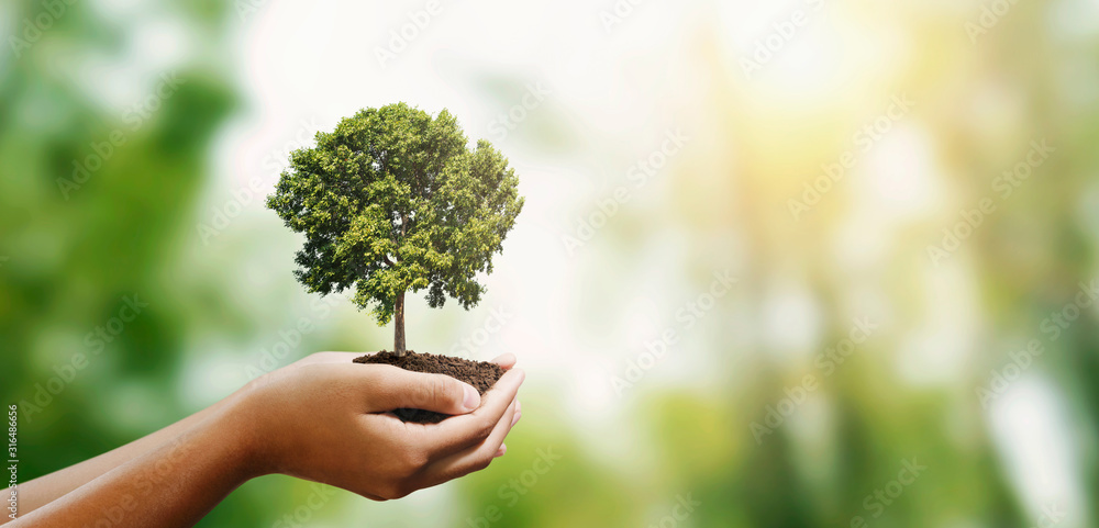 woman hand holding tree on blur green nature background. concept eco earth day - obrazy, fototapety, plakaty 