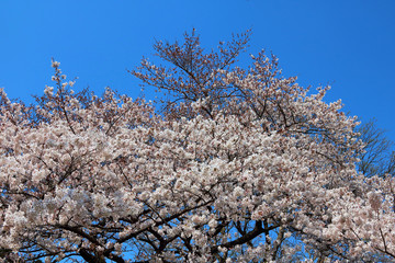 Japanese Cherry Blossom 2