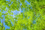 Fototapeta Na sufit - 新緑の葉と青空