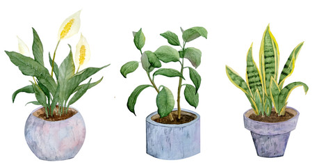 watercolor hand drawn illustration potted plants snake rubber peace lily mother in law tongue on white isolated background nature natural indoor interior flowers pastel neutral grey realistic green