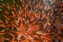 Red Tilapia Fish Farming, Tubtim Fish Economic Importance Of Fish Farming