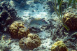 Underwater Marine Life: Fish, Clams, Corals, Divers