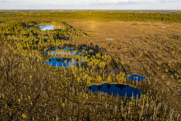 Wall Mural - Sunset in the bog, golden marsh, lakes and nature environment. Sundown evening light in summer