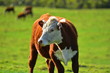 © Daniel Poloha - Fluffy cow side looking into camera with bright green pasture in background.