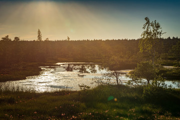 Wall Mural - Sunset in the bog, golden marsh, lakes and nature environment. Sundown evening light in summer