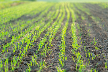 Canvas Print - Agricultural field with green shoots of plants