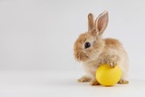 Fototapeta  - Easter bunny rabbit with egg on gray background