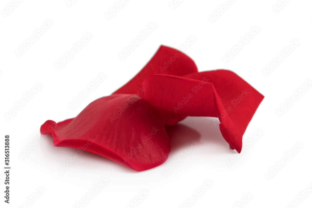 Red rose petals on white background - obrazy, fototapety, plakaty 
