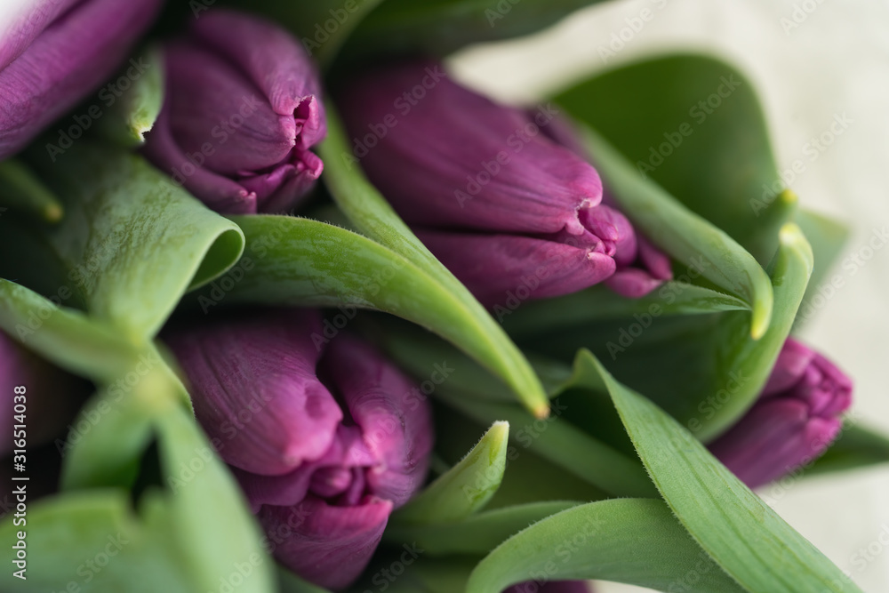 Closeup of purple tulips bouquet - obrazy, fototapety, plakaty 