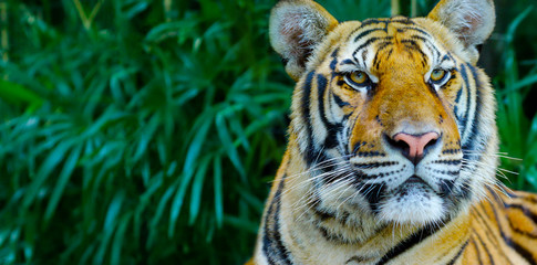 head of Bengal tiger in the rainforest